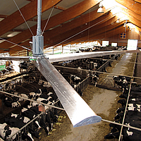 Grande plano de um ventilador de tecto suspenso num estábulo de vacas em várias partes 