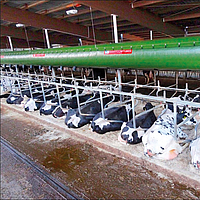 Lubratec Tube Cool sobre um cubículo dividido com várias vacas em um galpão de vacas