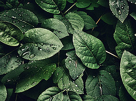 Plantas frescas simbolizam o carácter ecológico do HaTelit C 40/17 eco