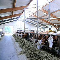 Vista inferior de um ventilador de tecto Lubratec num estábulo de vacas