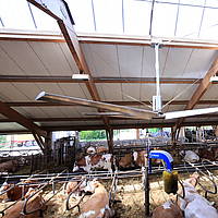 Vista lateral de um ventilador de tecto Lubratec num barracão de vacas