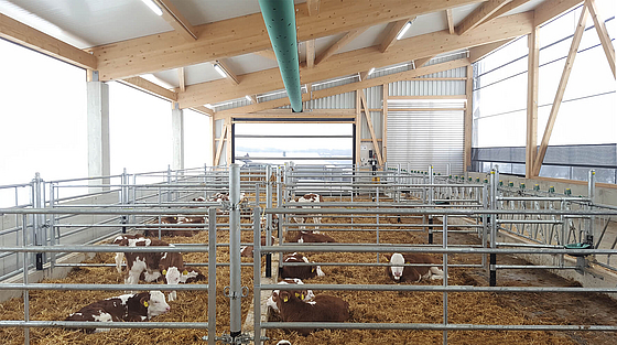 Celeiro de vitelos saudável realizado com o conceito Lubratec para uma criação de vitelos saudável