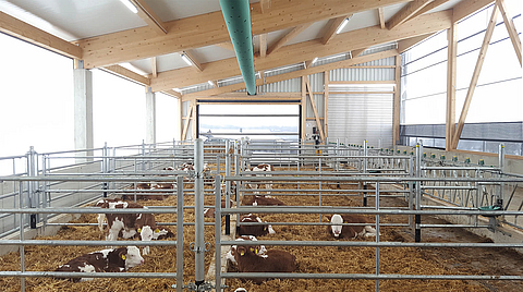 Calf health barn realizado com o conceito Lubratec para a criação saudável de vitelos