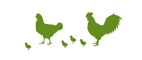 Ilustração de galinhas e pintos para as vantagens da camada de separação Lubratec na avicultura