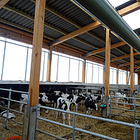 Os vitelos ficam debaixo das mangueiras de ventilação Lubratec para um melhor clima estável