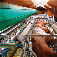 Lubratec Tube Cool acima de uma estação de ordenha para arrefecer a ventilação das vacas durante o processo de ordenha
