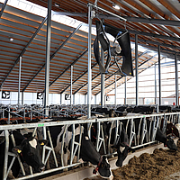 Vista distante de vários ventiladores axiais incorporados num estábulo de vacas