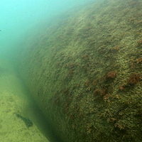 Imagem subaquática de tubos SoilTain colonizados