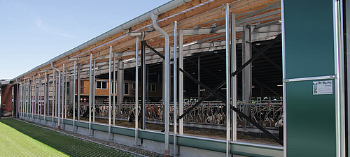 Ventilação de enrolamento no estábulo de vacas leiteiras Abertura da ventilação num estábulo de vacas leiteiras